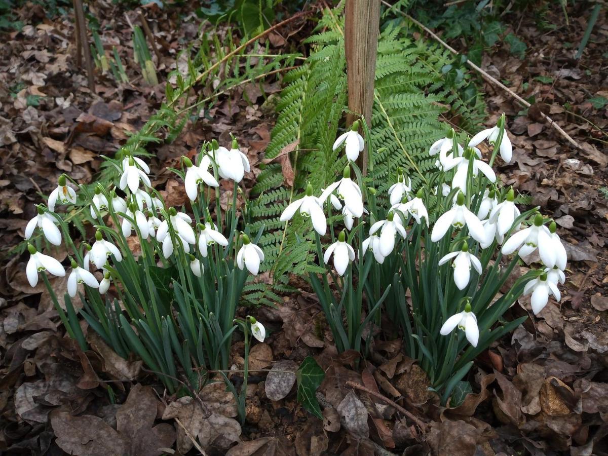 Cosy Stone Cottage, The Bungalow Perrotts Brook Cirencester Esterno foto